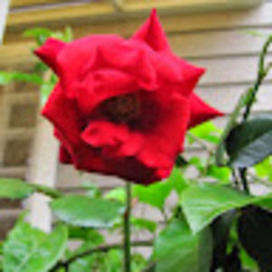 Meet your Posher, Holly